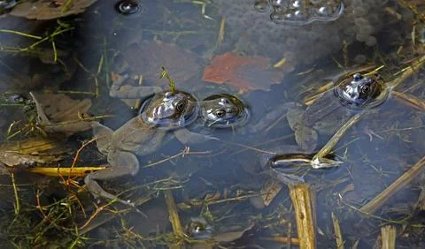 Breeding frogs Stock Photos
