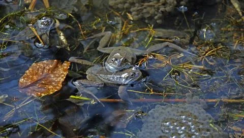 Breeding frogs Stock Photos