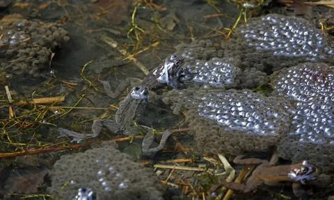 Breeding frogs Stock Photos
