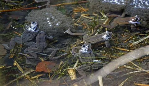 Breeding frogs Stock Photos