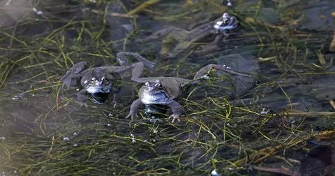 Breeding frogs Stock Photos