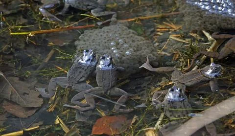 Breeding frogs Stock Photos