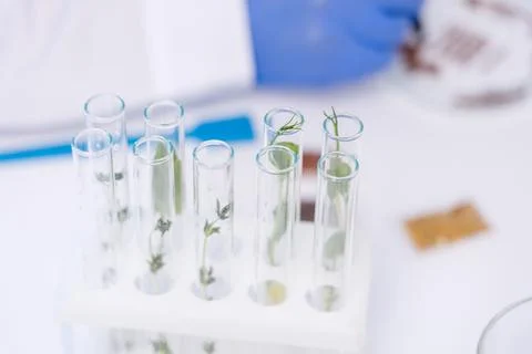 Breeding for the future: a concept photo featuring transparent 3D models of DNA Stock Photos