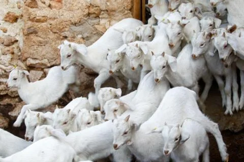 Breeding goats in a farm. Stock Photos