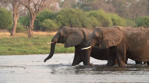 Breeding herd of elephants crossing river in the Okavango Delta Stock Footage 46375213