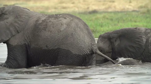 Breeding herd of elephants crossing river in the Okavango Delta Stock Footage 46375219