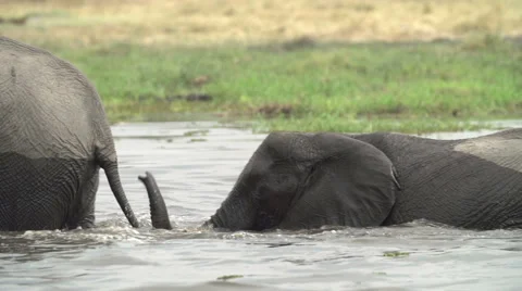 Breeding herd of elephants crossing river in the Okavango Delta Stock Footage 46375223