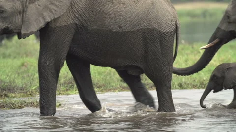 Breeding herd of elephants crossing river in the Okavango Delta Stock Footage 46375235