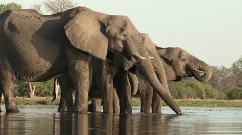 Breeding herd of elephants drinking at a river in the Okavango Delta Stock Footage 46373267