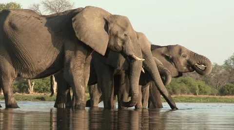Breeding herd of elephants drinking at a river in the Okavango Delta Stock Footage 46373282