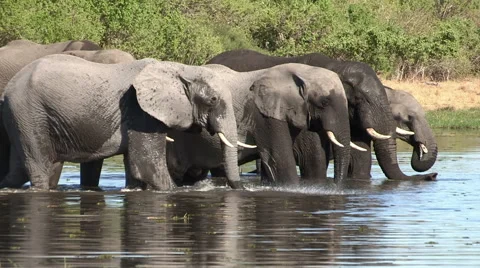 Breeding herd of elephants drinking at a river in the Okavango Delta Stock Footage 46373304