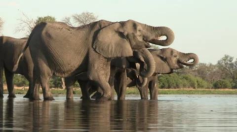 Breeding herd of elephants drinking at river in the Okavango Delta Video stock 46373390