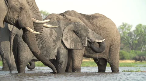 Breeding herd of elephants drinking at river in the Okavango Delta Stock Footage 46375279