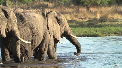 Breeding herd of elephants drinking at river in the Okavango Delta Stock Footage 46375295