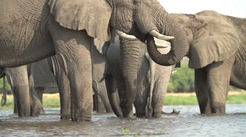 Breeding herd of elephants drinking at river in the Okavango Delta Stock Footage 46375300