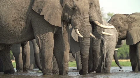 Breeding herd of elephants drinking at river in the Okavango Delta Stock Footage 46375307