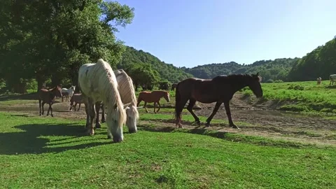 Breeding horses Vidéo 132108954