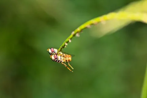 Breeding insect Stock Photos