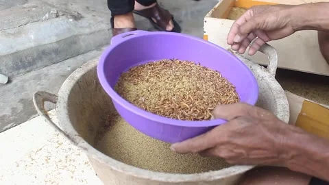 Breeding larval farse Stock Footage 272281744