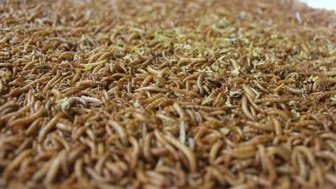 Breeding larval farse for pet feed. Stock Footage 272284166