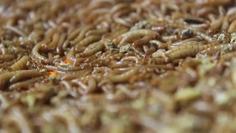 Breeding larval farse for pet feed. Stock Footage 272284201