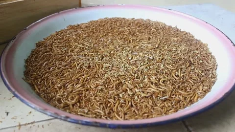 Breeding larval farse for pet feed. Stock Footage 272284243