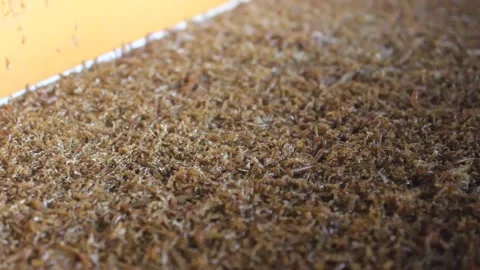 Breeding larval farse for pet feed. Stock Footage 272284257