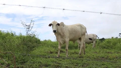 Breeding of "Nellore" Stock Footage 131625628