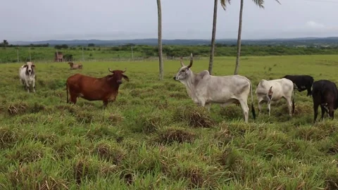 Breeding of "Nellore" Stock Footage 131625663