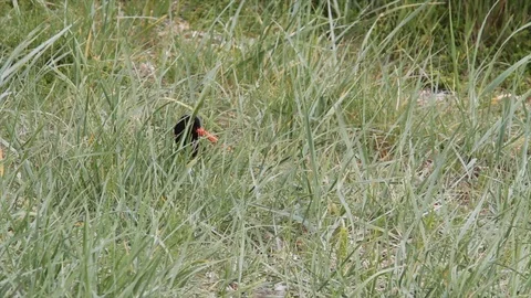 Breeding oystercatcher Stock Footage 93342758