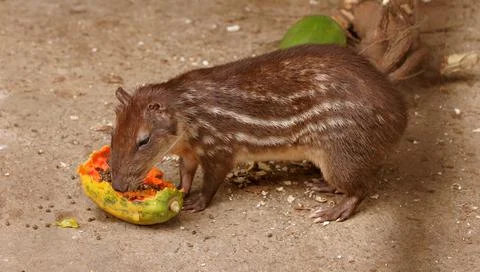 Breeding paca in captivity Stock Photos