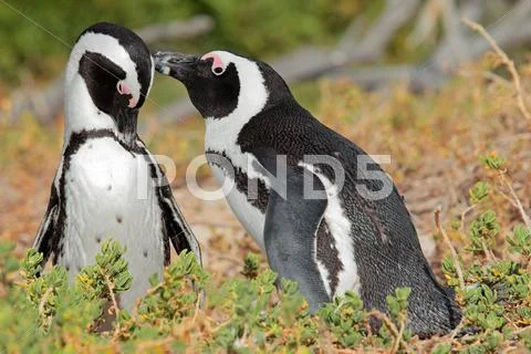 Breeding pair of African penguins Stock Photos