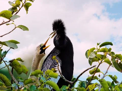 Breeding Pair Anhingas Stock Photos