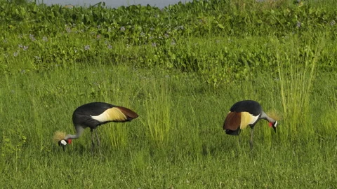 A breeding pair of crested cranes searches for food in a lush green meadow Stockbeeldmateriaal 332630146