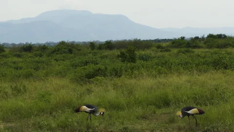 A breeding pair of crested cranes searches for food in a lush green meadow. The Stock Footage 332630158