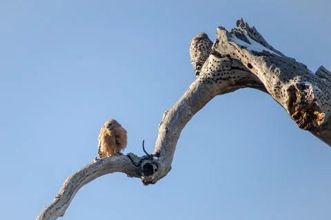 Breeding pair of hawks in early spring Stock Photos