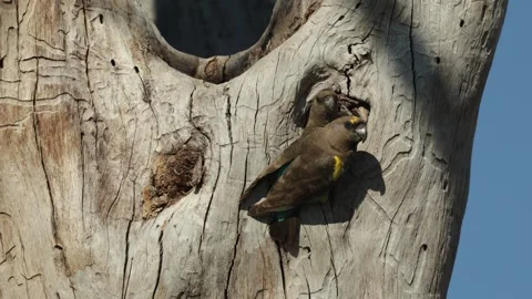 A breeding pair of Meyer's parrots at their nest cavity, Botswana. Stock Footage 337139152