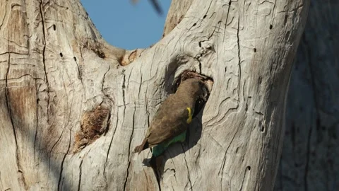 A breeding pair of Meyer's parrots at their nest cavity, Botswana. 스톡 동영상 337485219