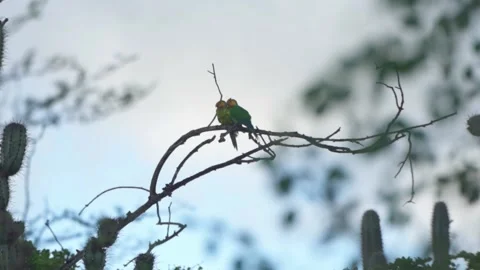 A breeding pair of Yellow headed Parakeet perched on a tree branch on a Stock Footage 172282692
