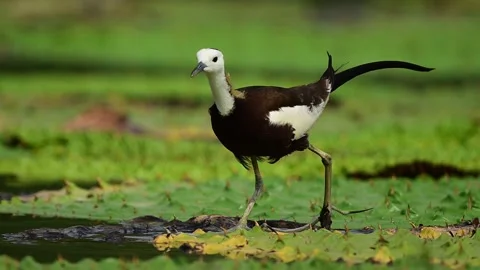 Breeding Pheasant-tailed Jacana Balancing with Huge Toes on Floating Leaves Stock Footage 340878222