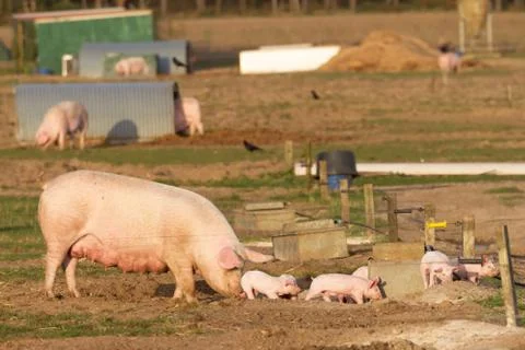 Breeding pig with some piglets Stock Photos
