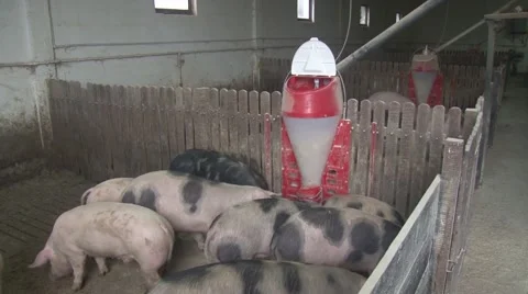 Breeding pigs on farm Stock-Footage 47877584