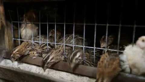 Breeding quail on the farm Stock Footage 69124330