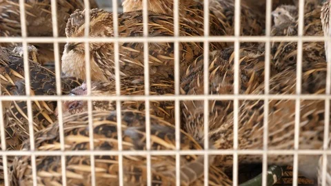 Breeding quails in cage Stock Footage 88550566