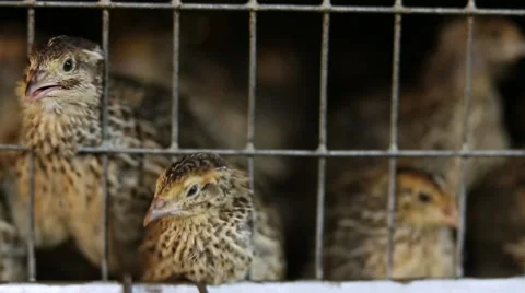 Breeding quails in cages Stock Footage 68907442