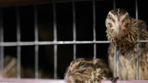 Breeding quails in cages Stock Footage 68913828