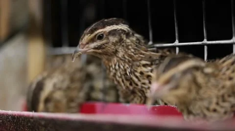 Breeding quails in cages Stock Footage 68913863