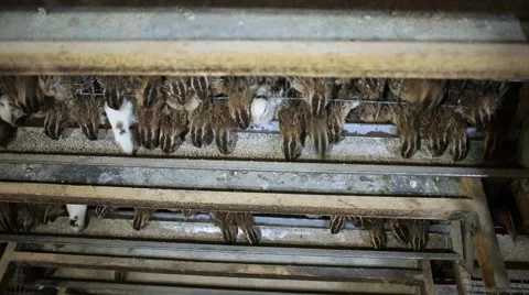 Breeding quails in the incubator Stock Footage 68934192