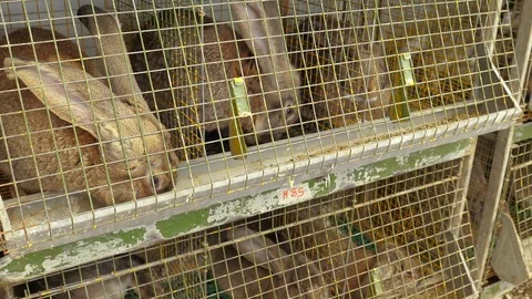 Breeding of rabbits Stock Footage 88597085