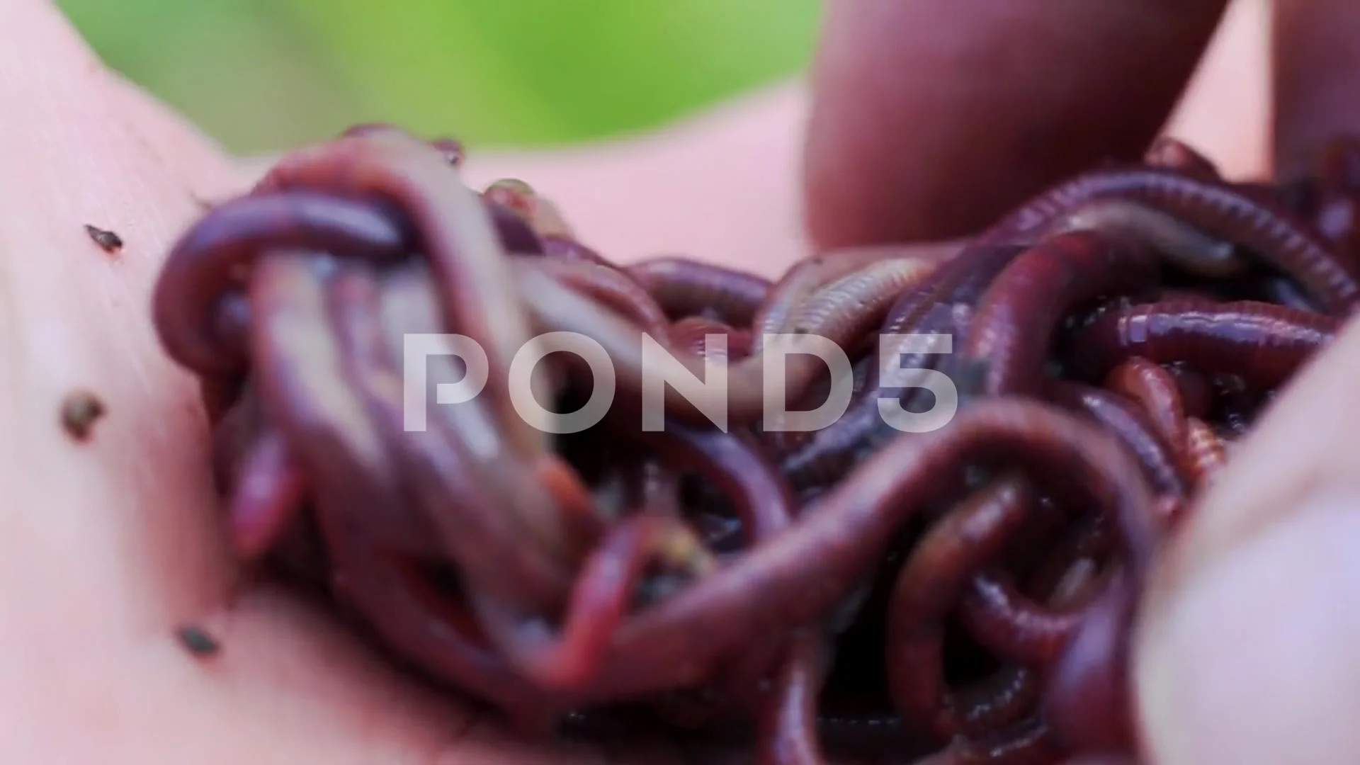 Breeding red worms Dendrobena., Stock Video